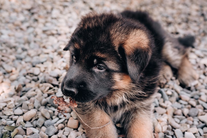 Black German Shepherd Puppy — Veterinary Hospital In Lake Macquarie