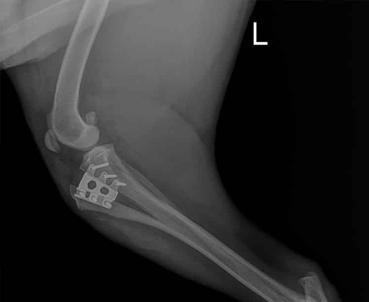 Canine TTA AFTER — Veterinary Hospital In Lake Macquarie