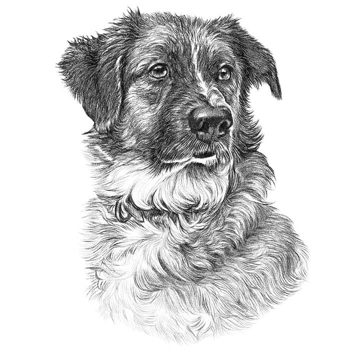 Black and White Drawing of Dog — Veterinary Hospital In Lake Macquarie