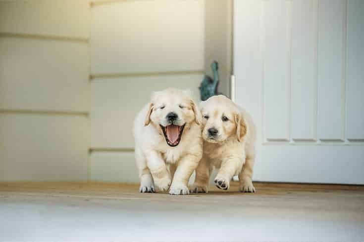 Cute Labrador Puppies — Veterinary Hospital In Lake Macquarie