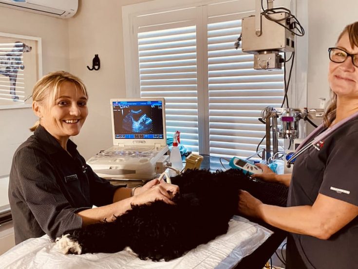 Medical Testing — Veterinary Hospital In Lake Macquarie