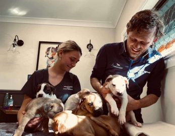 Pets Are Being Vaccinated — Veterinary Hospital In Lake Macquarie