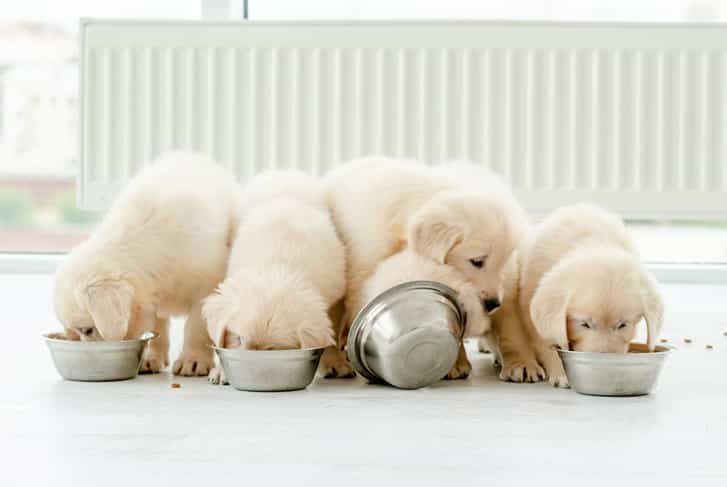 Cute Retriever Puppies Eating From Bowls — Veterinary Hospital In Lake Macquarie