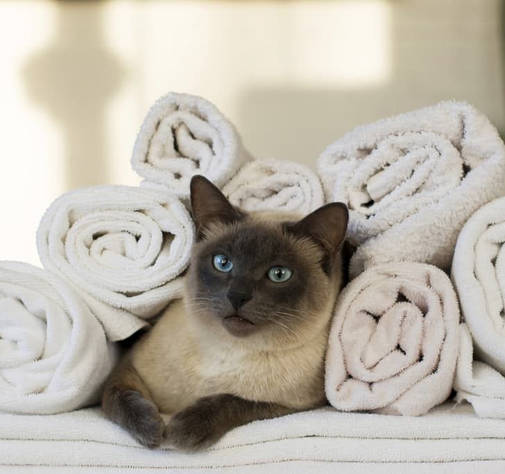 Cat Resting Between White Towels — Veterinary Hospital In Lake Macquarie