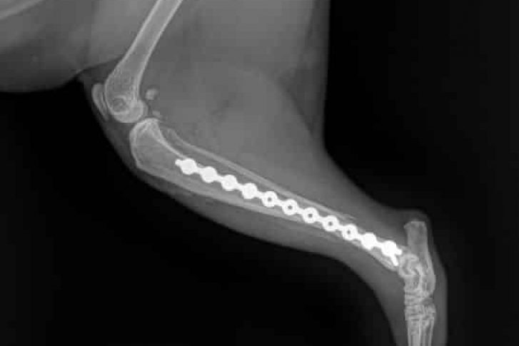 Canine Xray After— Veterinary Hospital In Lake Macquarie