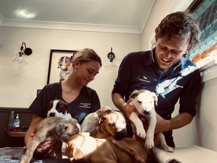Puppies With Veterinarian — Veterinary Hospital In Lake Macquarie