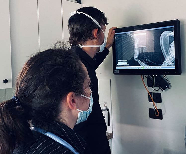 Veterinarian Looking at the X-ray — Veterinary Hospital In Lake Macquarie