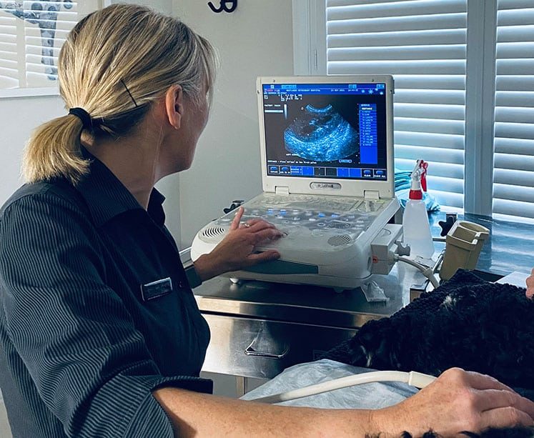 Woman Using Ultrasonography Machine — Veterinary Hospital In Lake Macquarie
