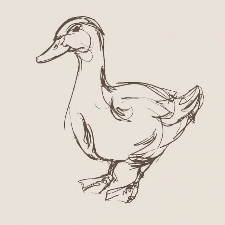 Illustration Of A Duck — Veterinary Hospital In Lake Macquarie
