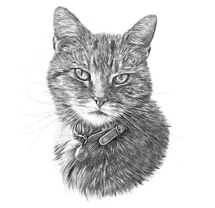 Black and White Drawing of Cat — Veterinary Hospital In Lake Macquarie