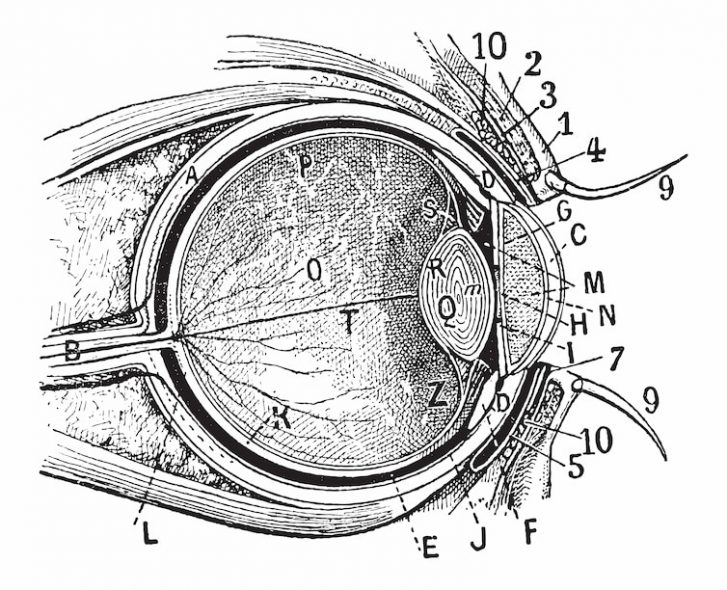 Eye Illustration — Veterinary Hospital In Lake Macquarie