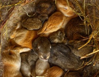 Baby Bunnies In A Bundle Of Hay — Veterinary Hospital In Lake Macquarie