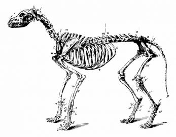Skeletal Parts Of The Dog — Veterinary Hospital In Lake Macquarie