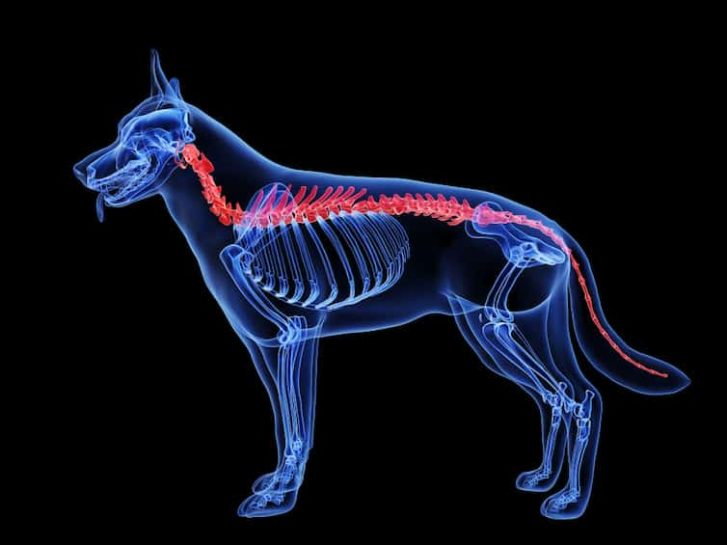 Dog Spine — Veterinary Hospital In Lake Macquarie