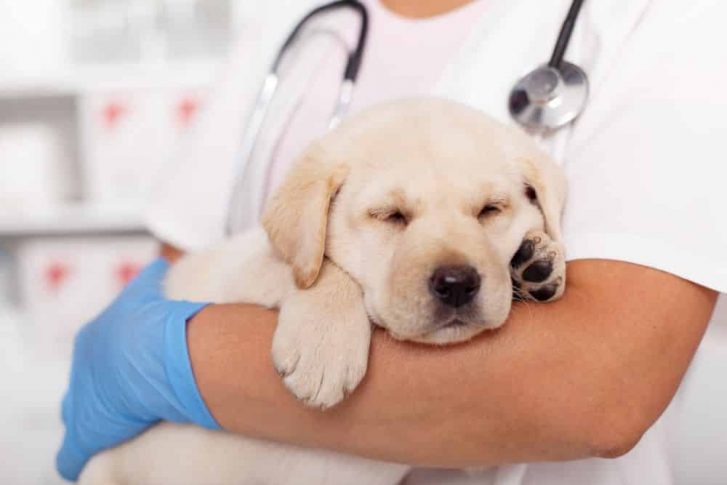 Dog — Veterinary Hospital In Lake Macquarie