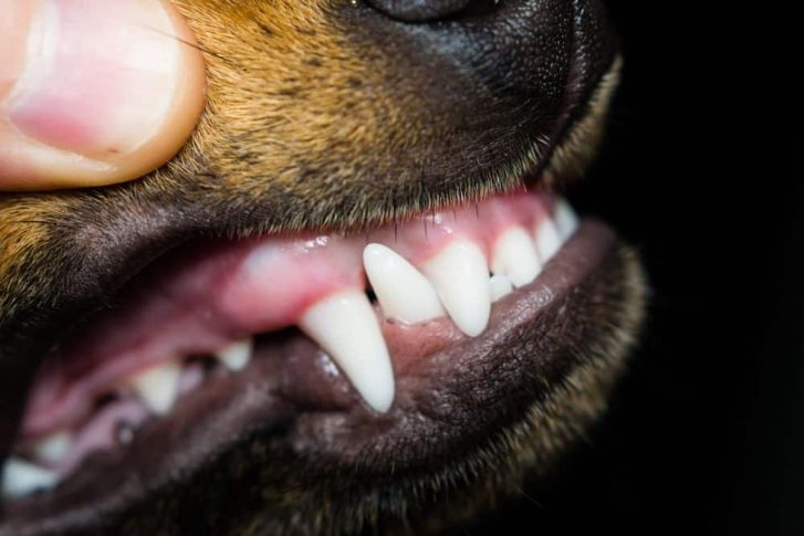 Dog's Fang — Veterinary Hospital In Lake Macquarie