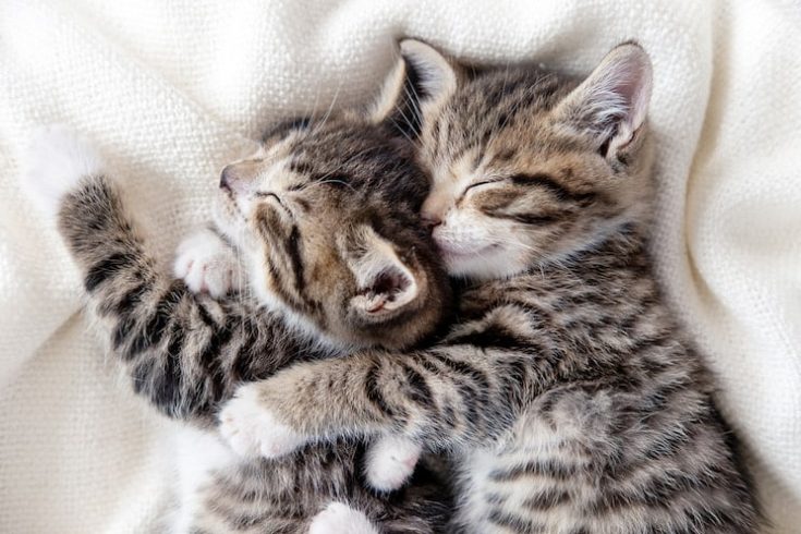 Kittens Cuddling — Veterinary Hospital In Lake Macquarie