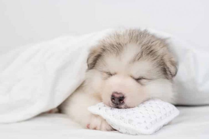 Alaskan Puppy Sleeping — Veterinary Hospital In Lake Macquarie