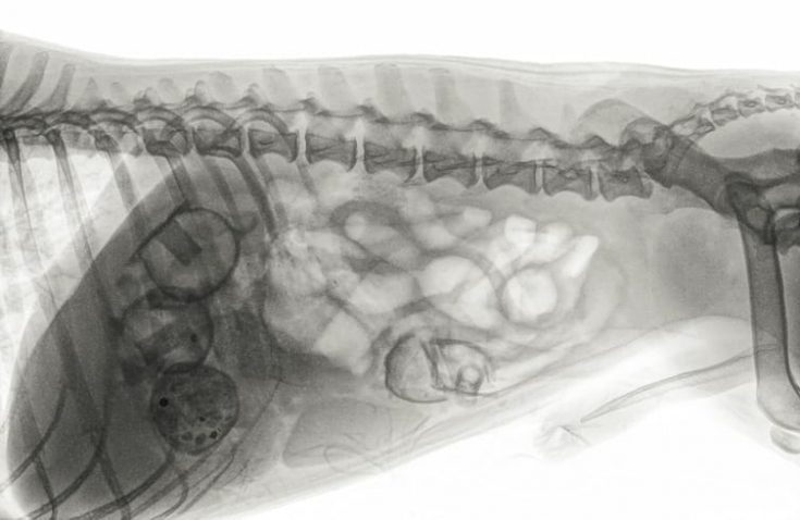 X-ray With Foreign Object In Stomach — Veterinary Hospital In Lake Macquarie