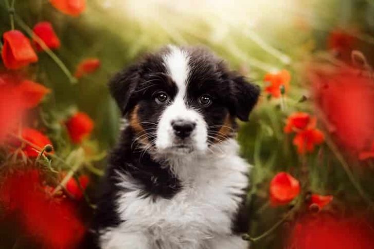 Puppy In Red Flowers — Veterinary Hospital In Lake Macquarie