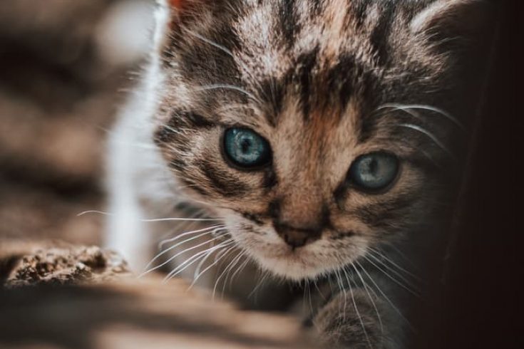 Kitten — Veterinary Hospital In Lake Macquarie