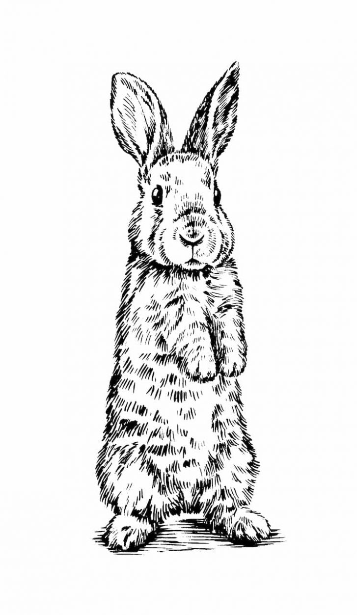Illustration Of A Rabbit — Veterinary Hospital In Lake Macquarie