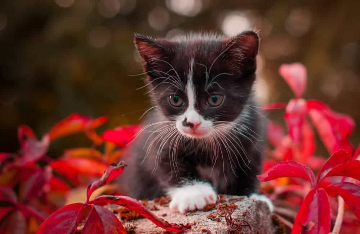 Kitten Surrounded By Red Leaves — Veterinary Hospital In Lake Macquarie