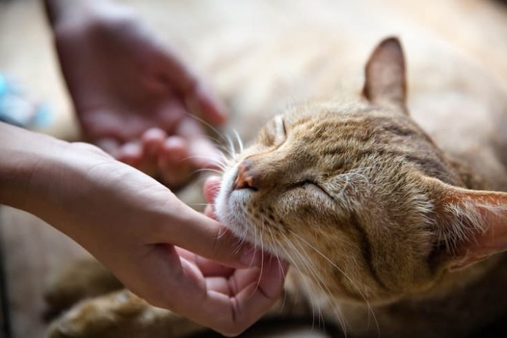 Cat Chin Tickle— Veterinary Hospital In Lake Macquarie