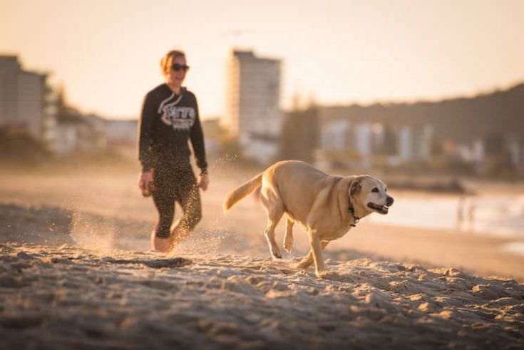 Dog Running On A Beach — Veterinary Hospital In Lake Macquarie